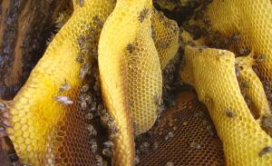 Προδιαγραφές Βιολογικής Μελισσοκομίας